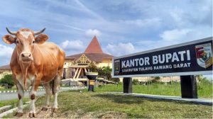 Macet Bertahun-tahun, Rp3,6 Miliar Dana Bergulir Program Revolving Sapi di Tubaba Belum Tertagih