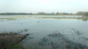 Terendam Banjir, Puluhan Hektar Gagal Panen, Petani Penumangan Tubaba Harap Uluran Tangan Pemerintah